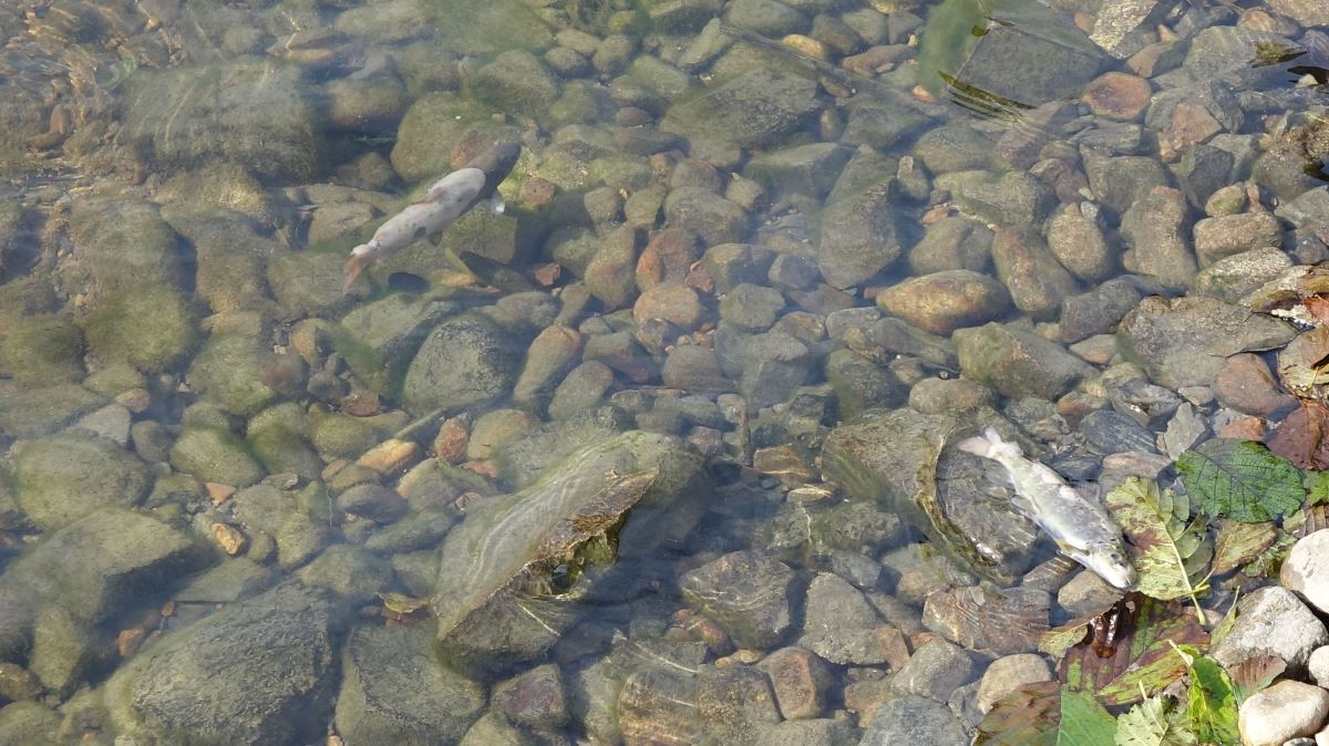 Uzungöl'de balık ölümleri tedirginliği