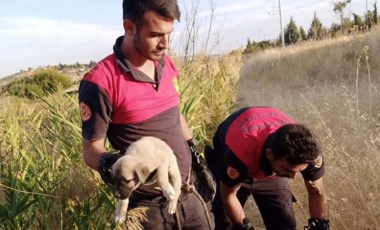 Kurtarılan yavru köpeklerin sevgi gösterisi yürekleri ısıttı