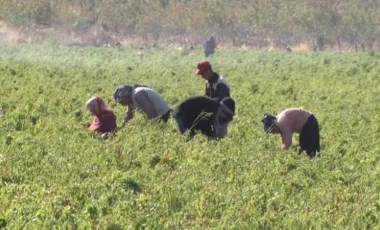 Şanlıurfa’da ilk kez ekildi! Çiftçinin yüzünü güldürdü