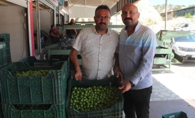 Mersin’de açıkta hasat başladı: Kilosu 50 ile 350 TL arasında