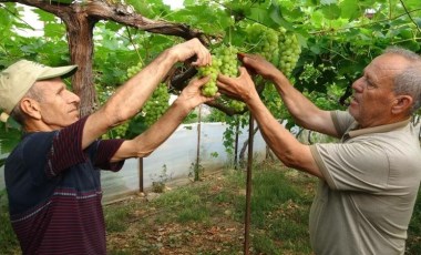 Erdemli'de turfanda hasat başladı: Kilosu 300 TL'den alıcı buldu