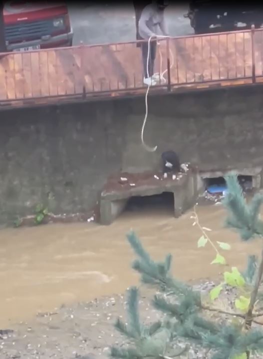 Korkuluklara bağladığı iple dereye inip mahsur kalan köpeği kurtardı