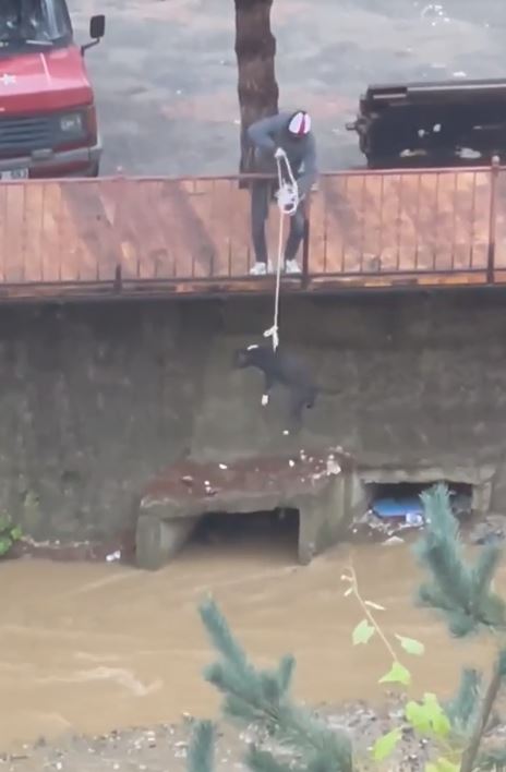 Korkuluklara bağladığı iple dereye inip mahsur kalan köpeği kurtardı