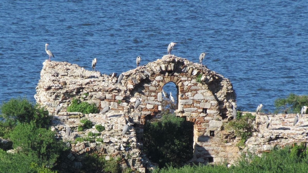 Sular çekildi, kurt istilası başladı!