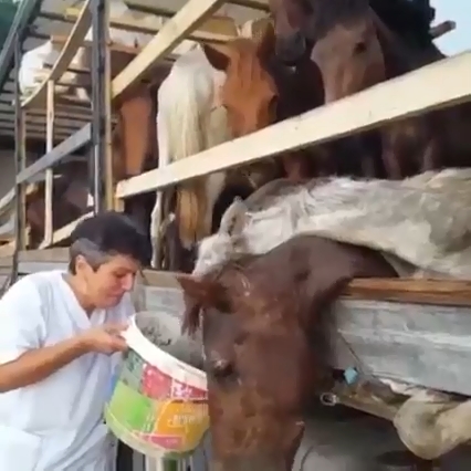 Atları TIR'da ölüme terk eden kişinin cezası belli oldu