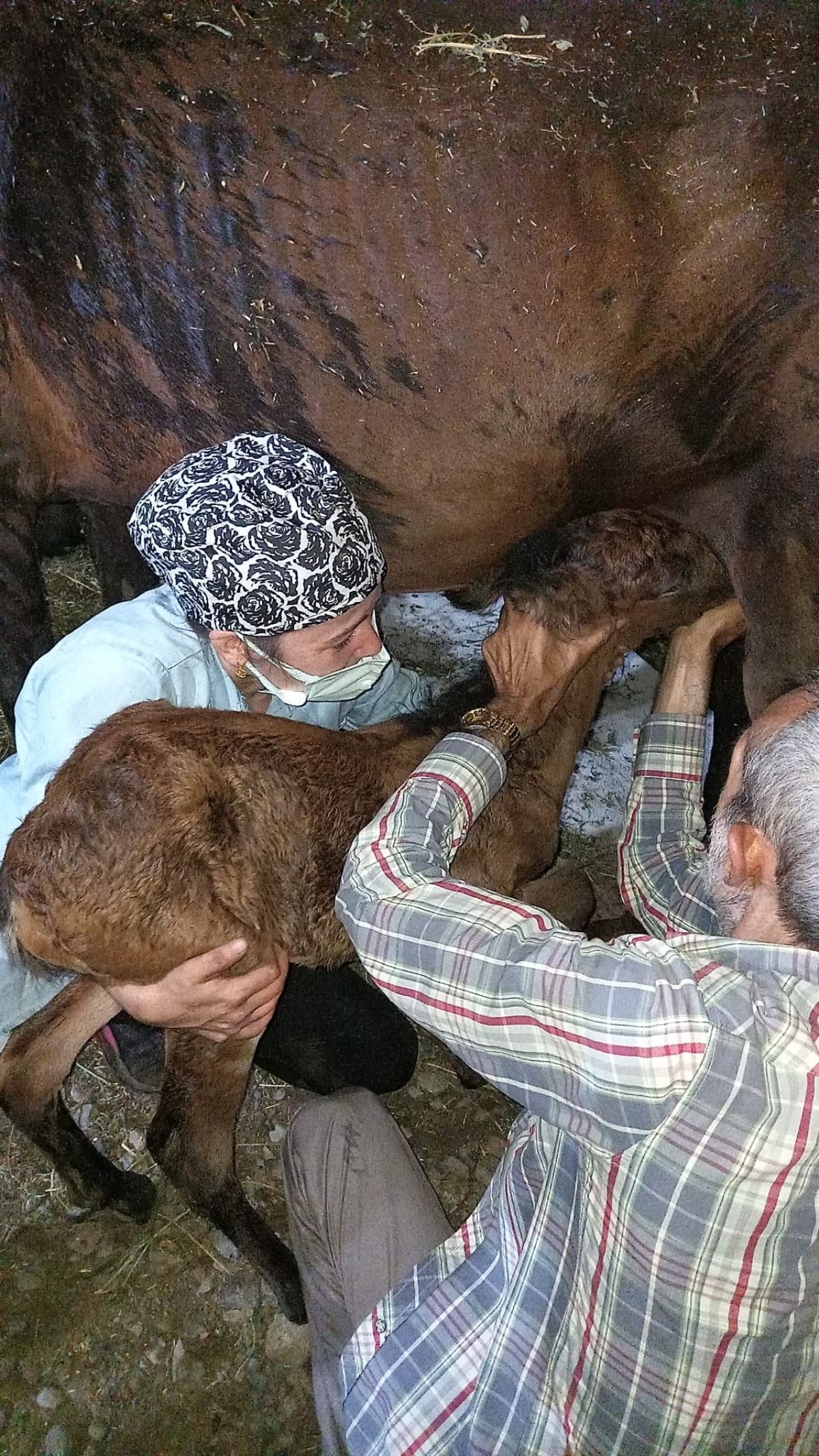 Atları TIR'da ölüme terk eden kişinin cezası belli oldu