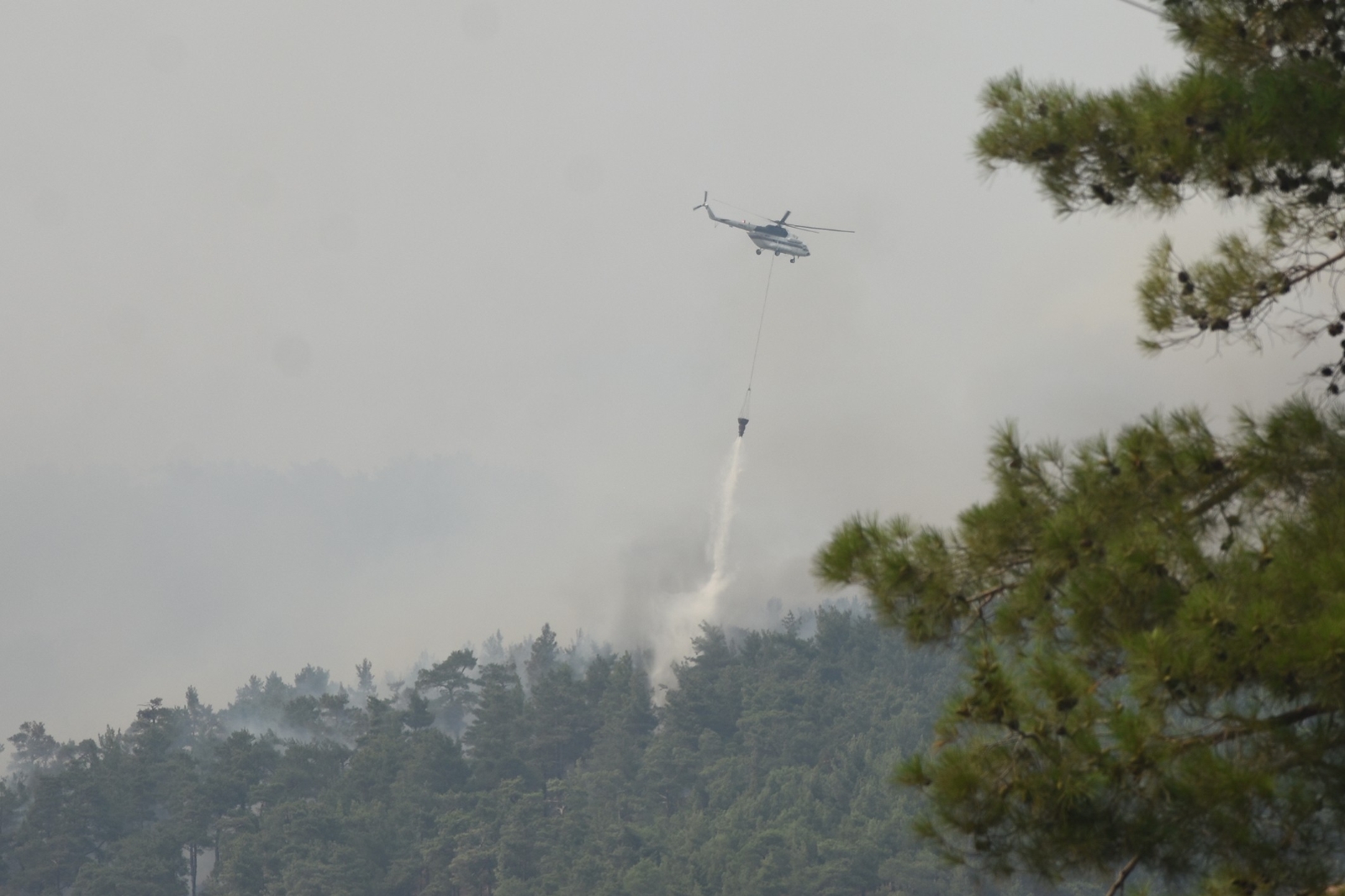 Son dakika... Muğla Köyceğiz'de orman yangını başladı