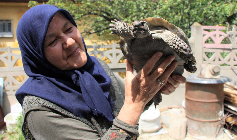 'Kaplumbağa terbiyecisi' Zekiye teyze evinde 3 kaplumbağaya bakıyor: 'Bana yükleri yok'