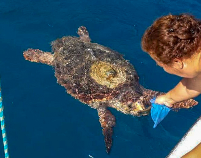 Göcek'te denize giren kadını caretta ısırdı