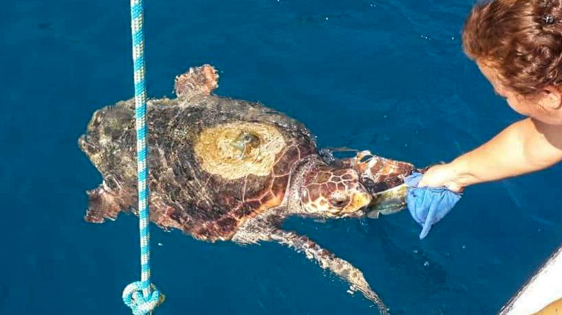 Göcek'te denize giren kadını caretta ısırdı