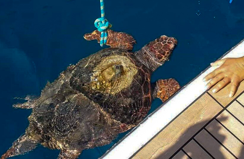 Göcek'te denize giren kadını caretta ısırdı