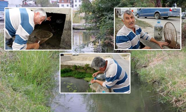 Kuruyan kanaldaki balıkları pet şişelerle nehre taşıdı