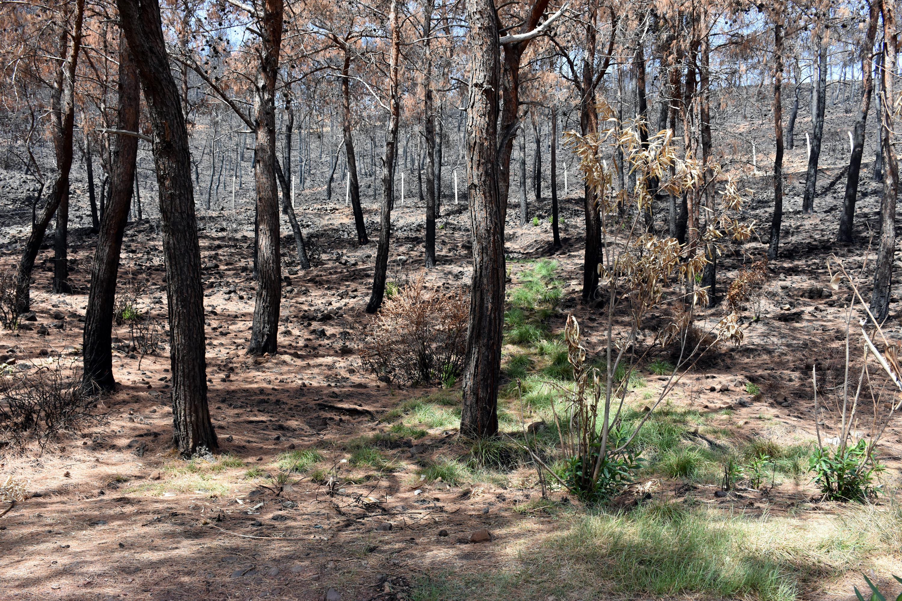 Yangın sonrası Marmaris'te doğa, yeniden canlanıyor