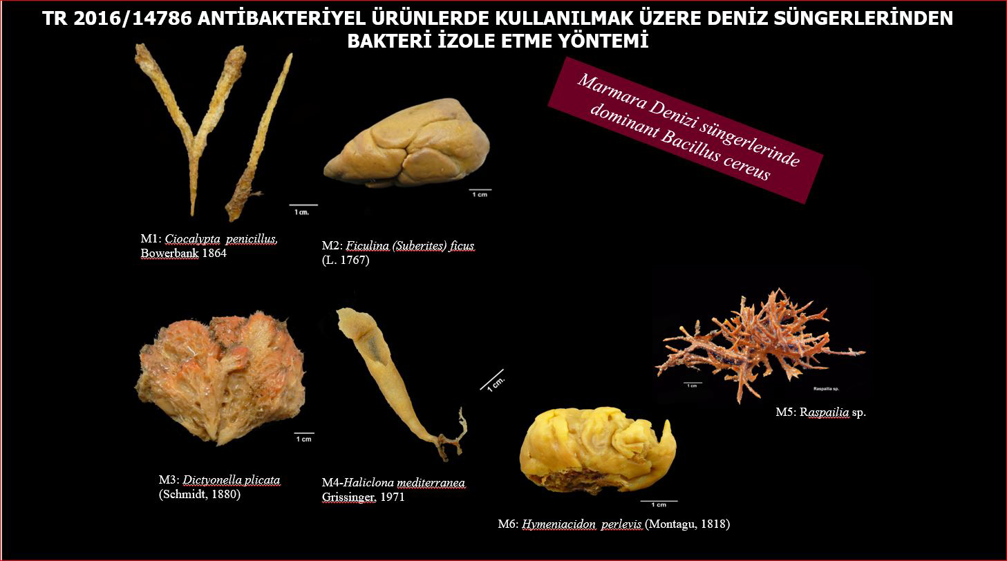 Bakterilerin salgısı antibakteriyel özellikli ürünlerde kullanılabilecek