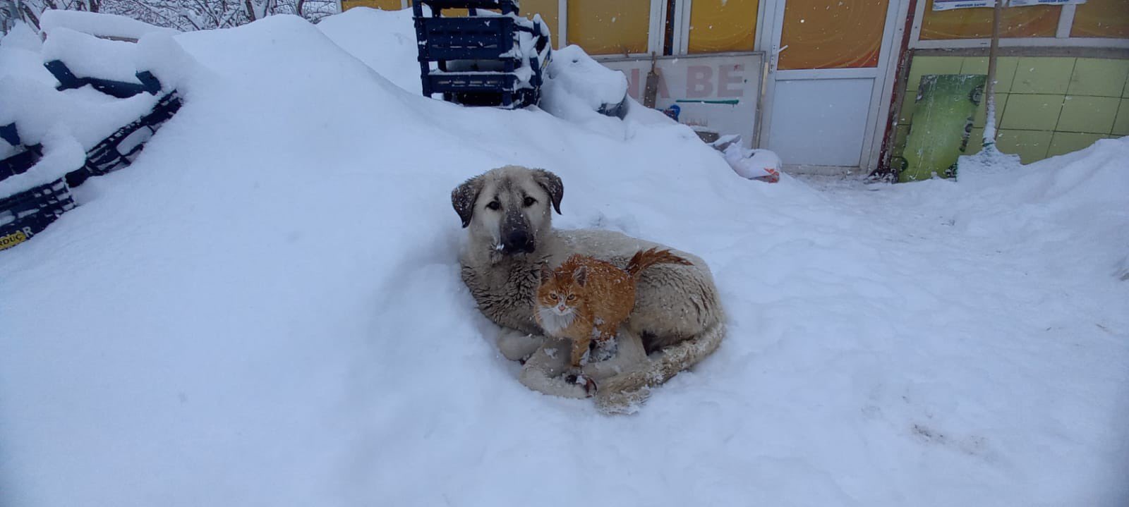 Kar yağışından korunmak isteyen kedi köpeğe sığındı