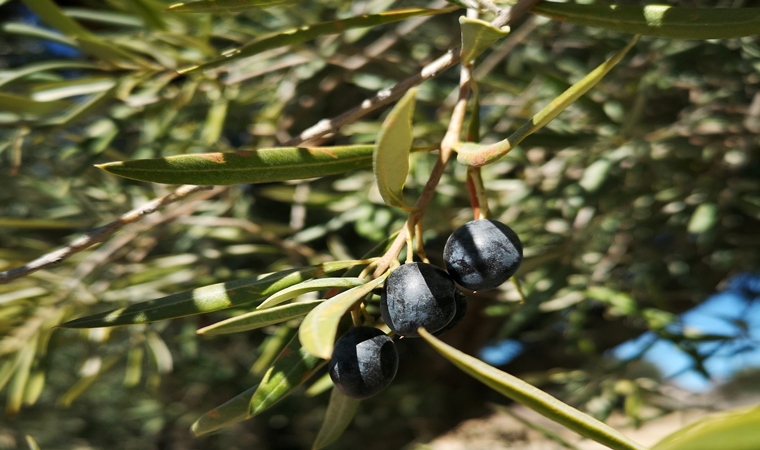 Zeytin ağaçlarının kıymeti mitolojik öykülerde nasıl anlatıldı?