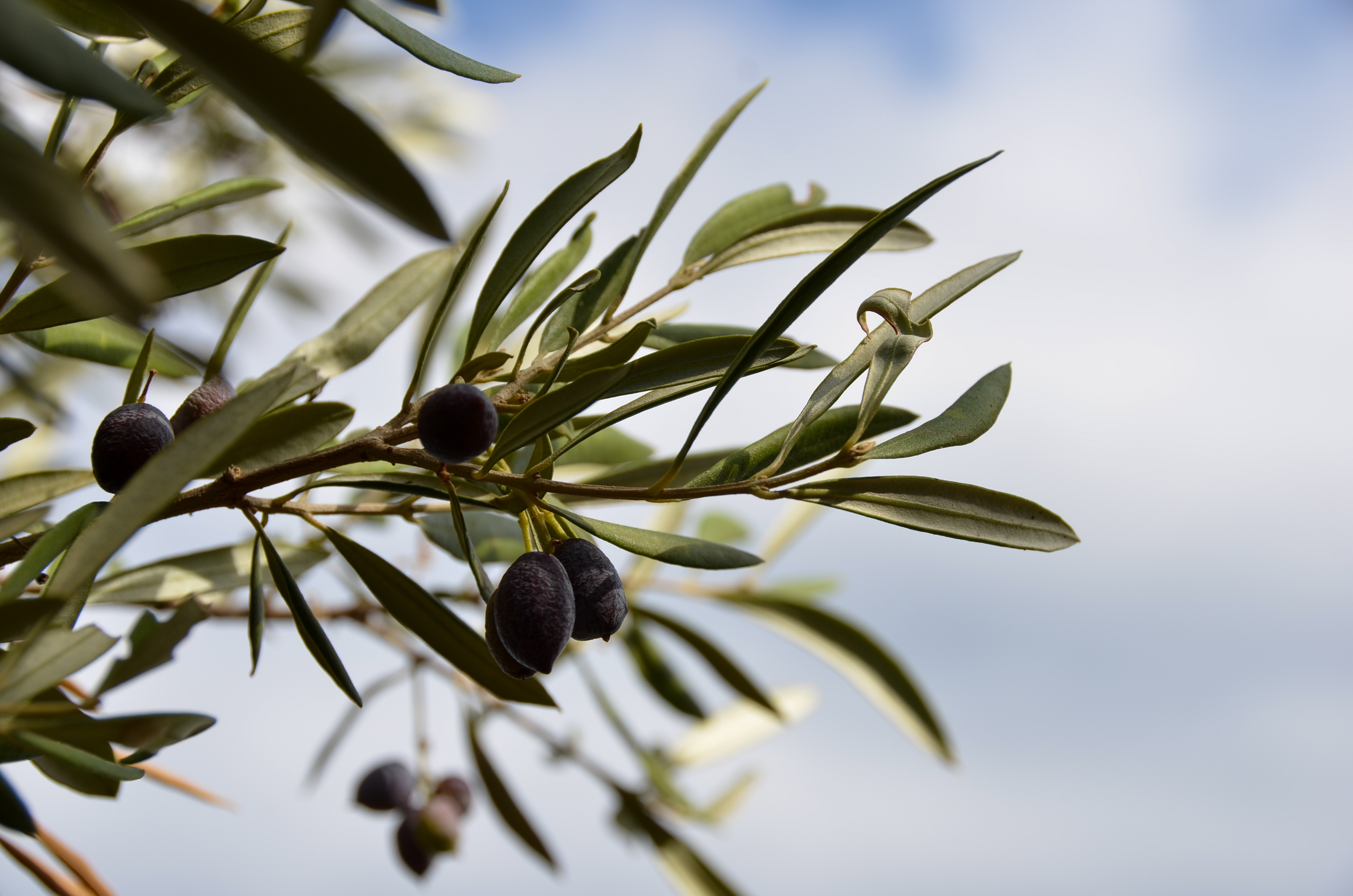 Zeytin ağaçlarının kıymeti mitolojik öykülerde nasıl anlatıldı?