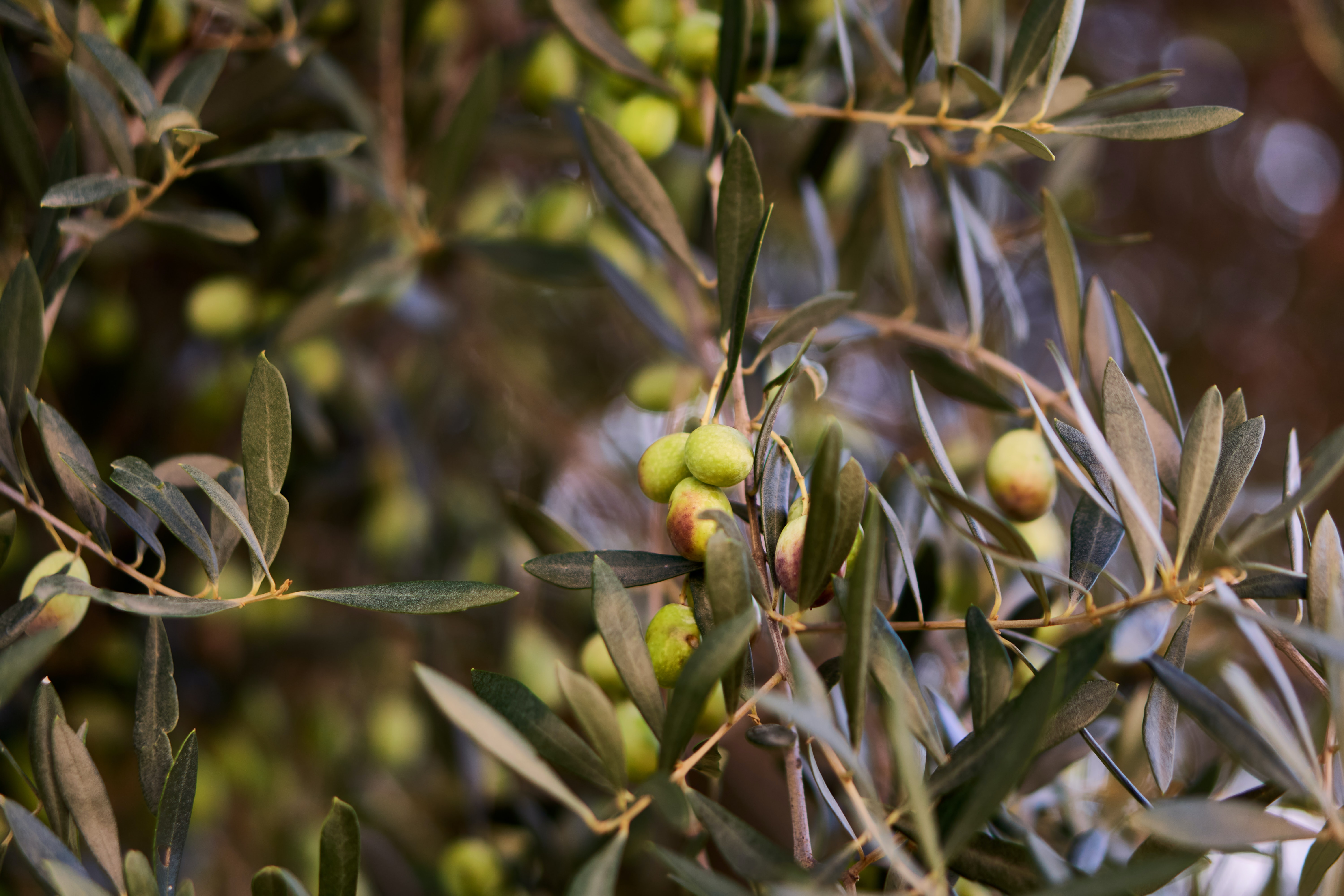 Zeytin ağaçlarının kıymeti mitolojik öykülerde nasıl anlatıldı?