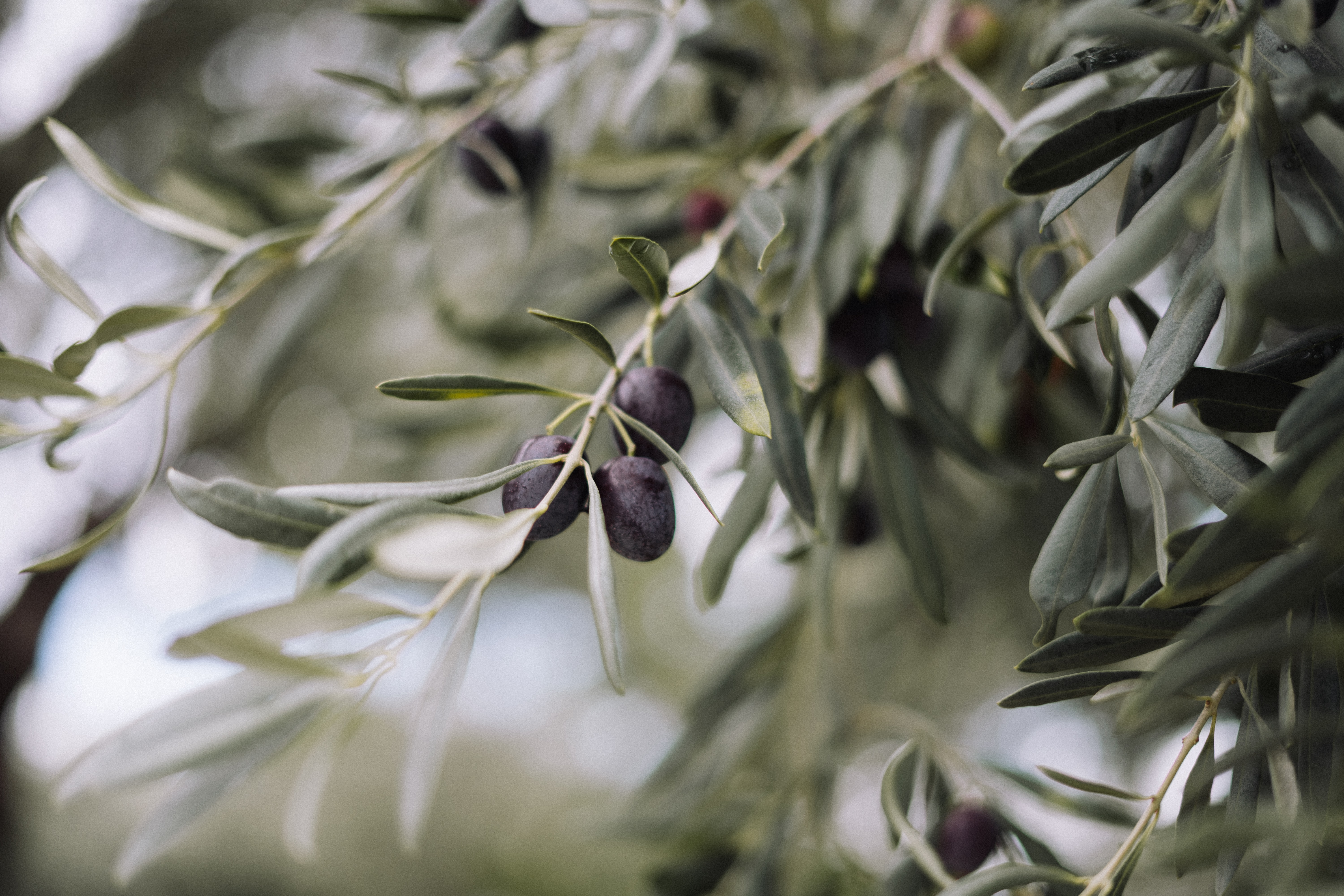 Zeytin ağaçlarının kıymeti mitolojik öykülerde nasıl anlatıldı?