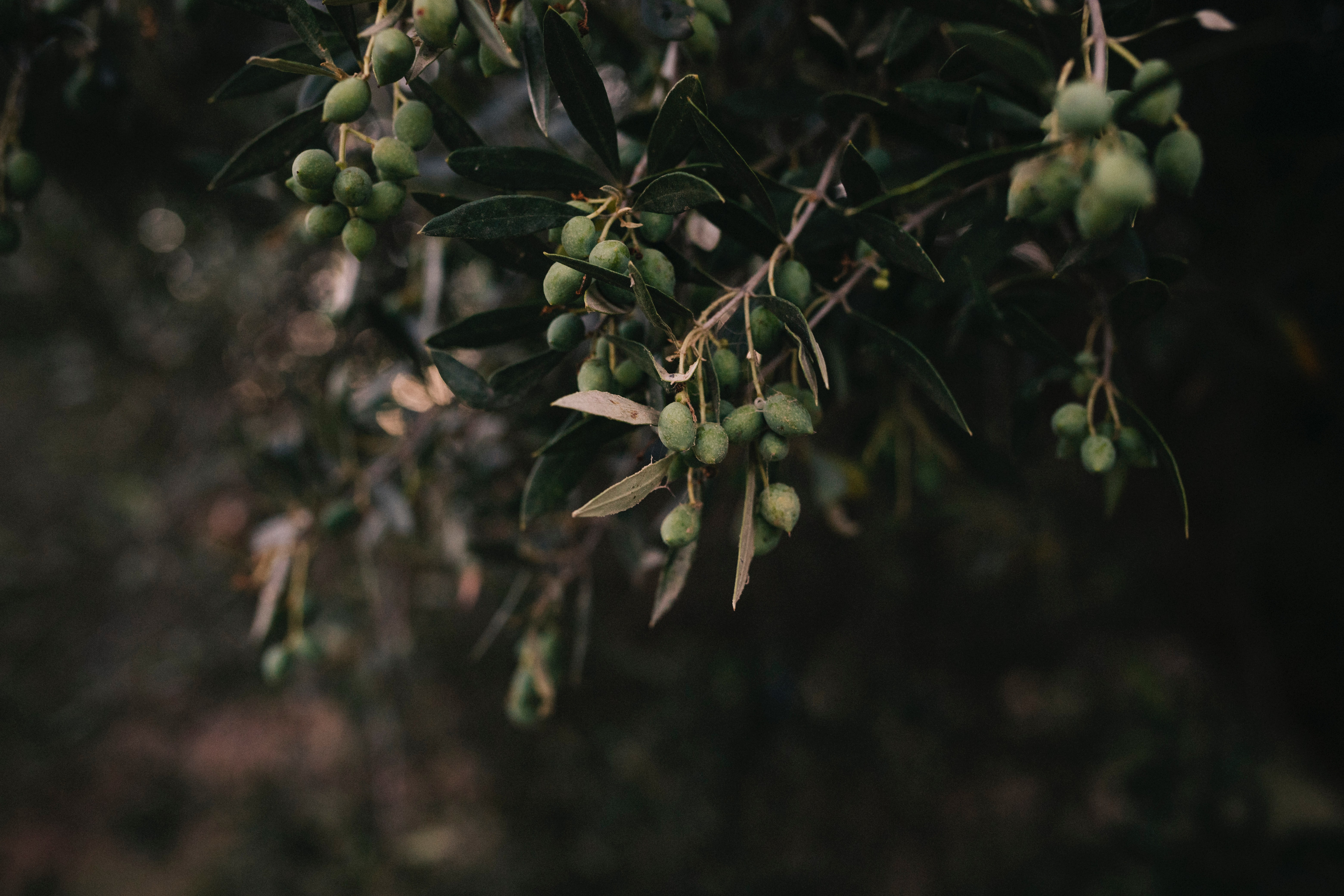 Zeytin ağaçlarının kıymeti mitolojik öykülerde nasıl anlatıldı?