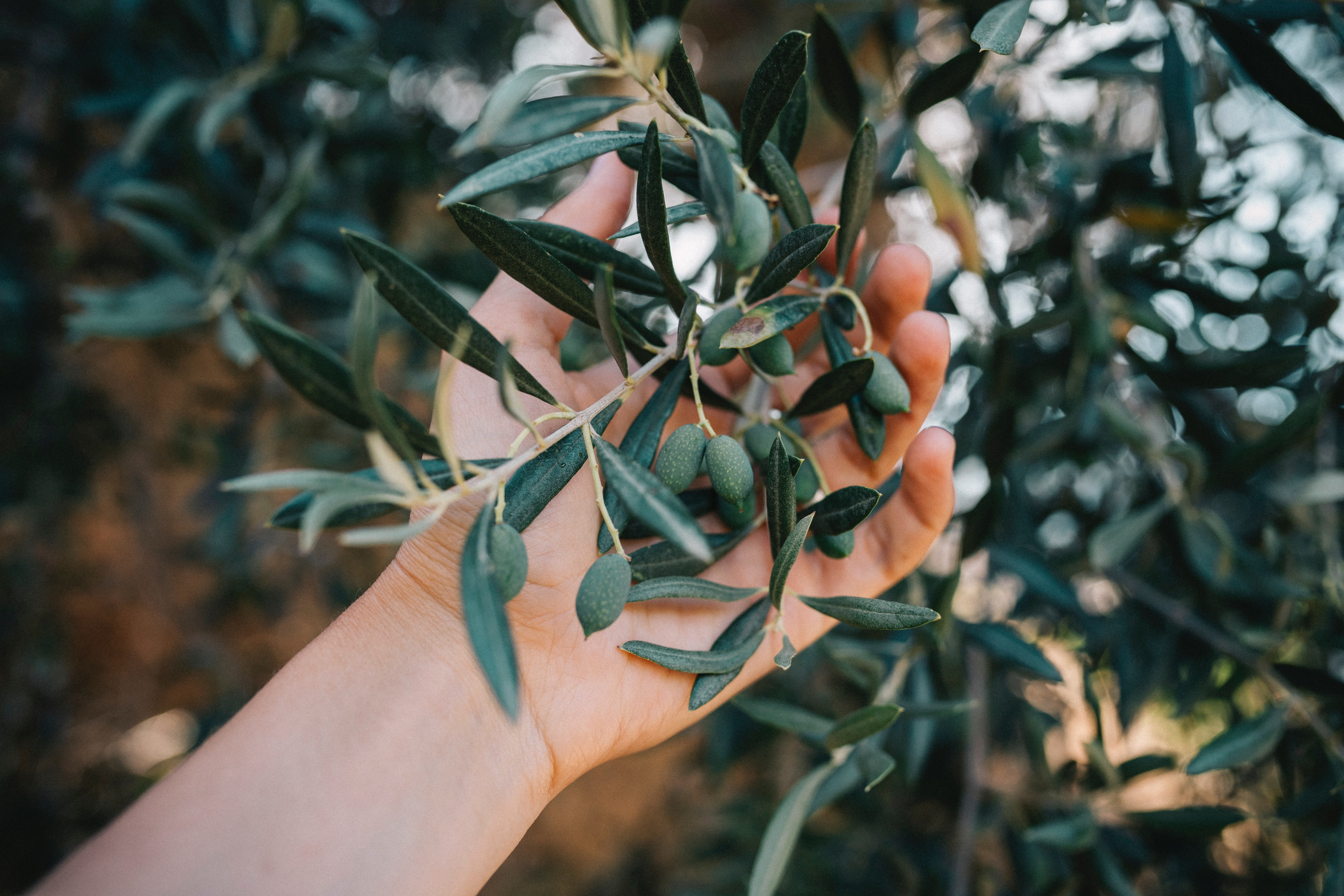 Zeytin ağaçlarının kıymeti mitolojik öykülerde nasıl anlatıldı?