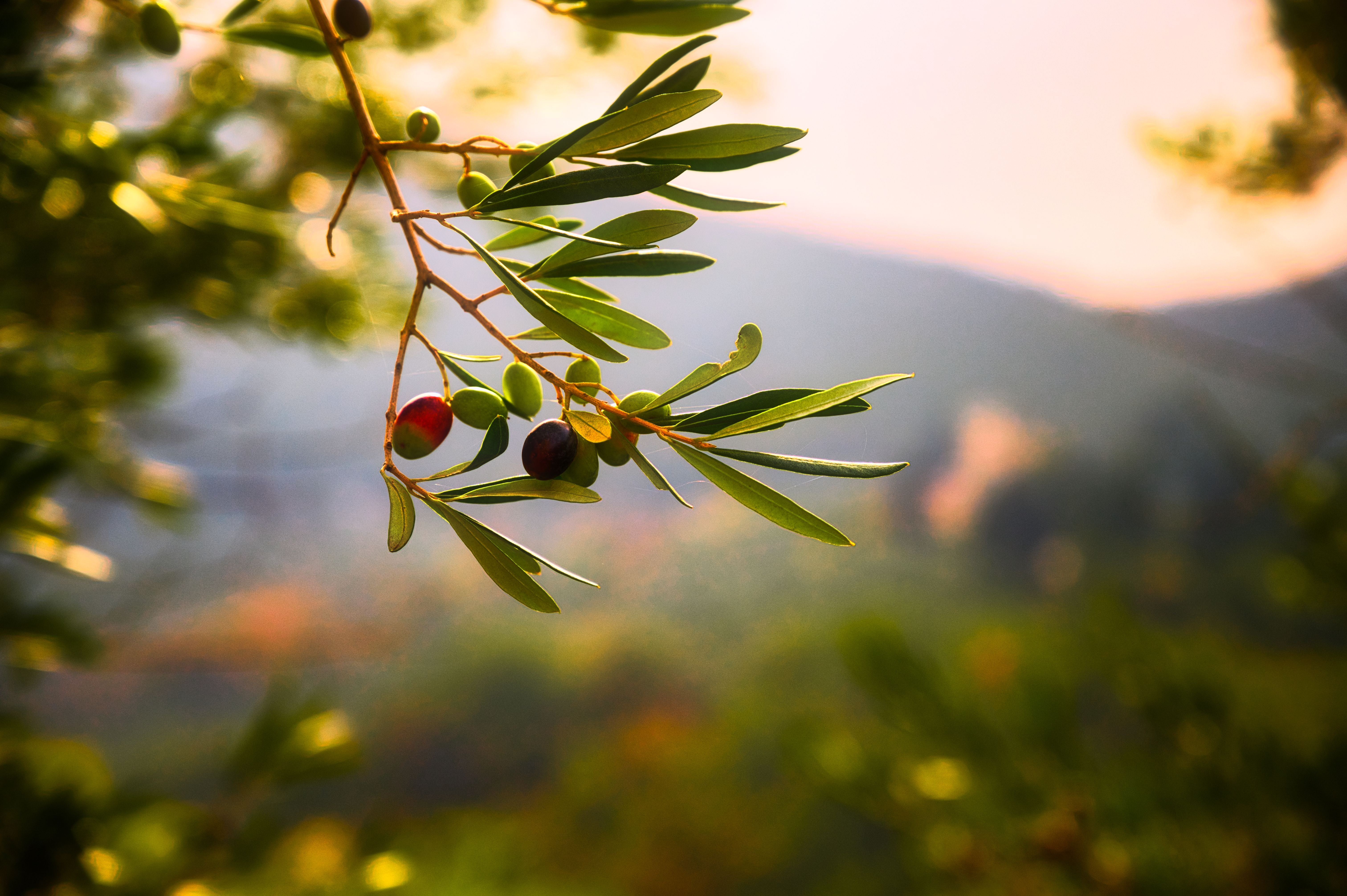 Zeytin ağaçlarının kıymeti mitolojik öykülerde nasıl anlatıldı?