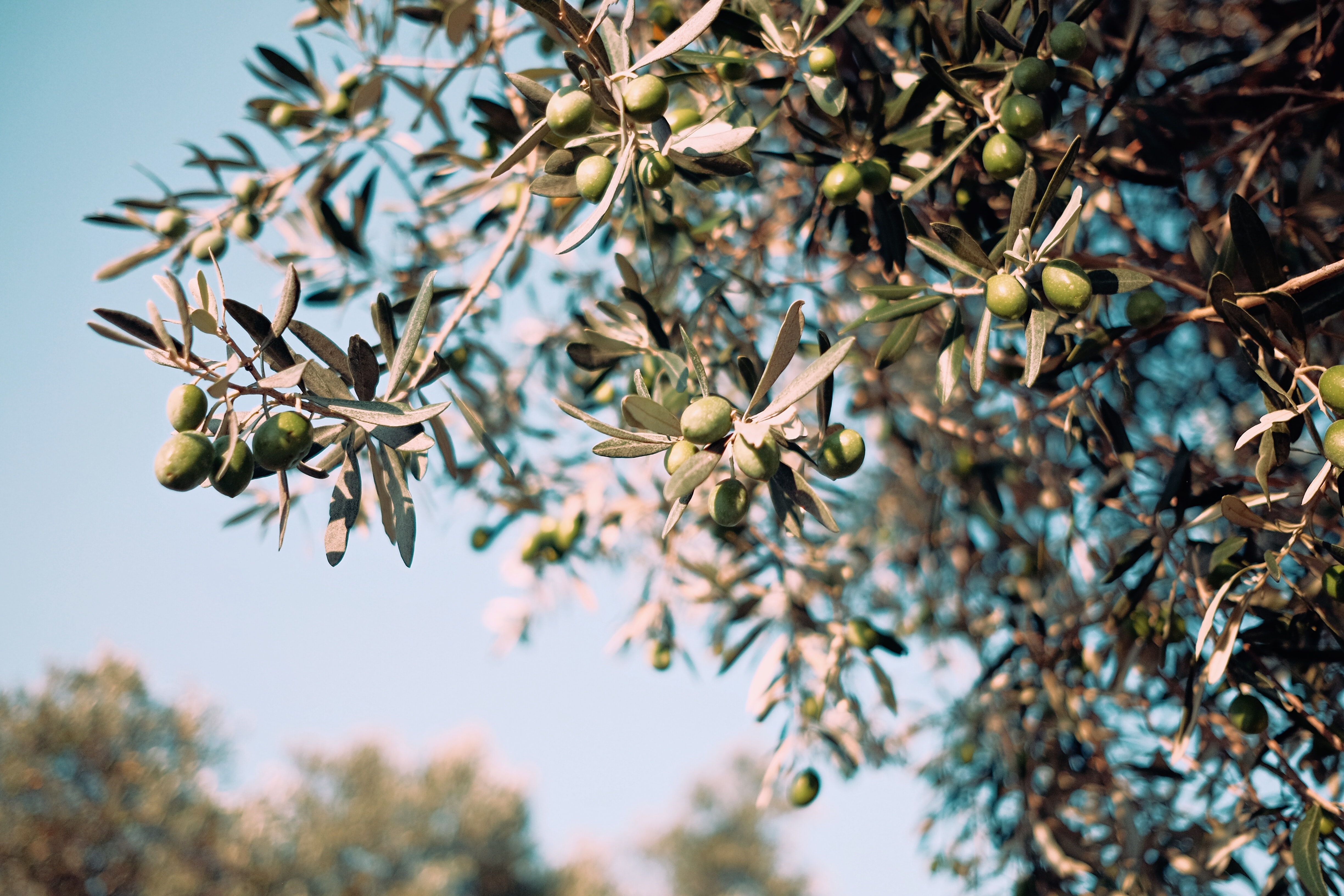 Zeytin ağaçlarının kıymeti mitolojik öykülerde nasıl anlatıldı?