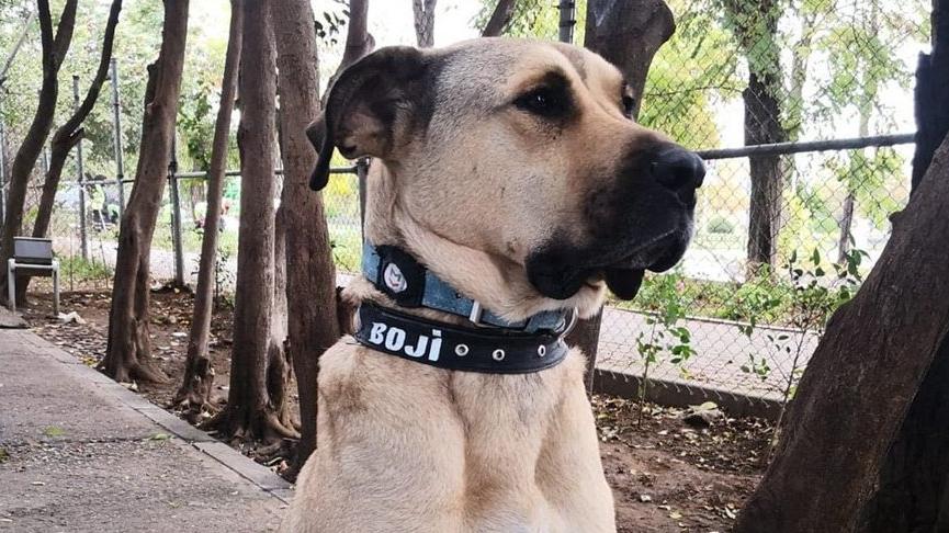 Boji köpek İstanbul'u karış karış gezmeye devam ediyor