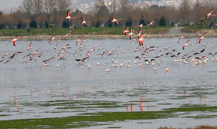 İzmir Körfezi'nde deniz yosunları  yeniden yayılıyor