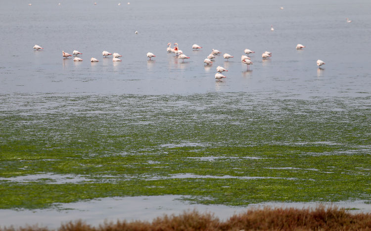 İzmir Körfezi'nde deniz yosunları  yeniden yayılıyor