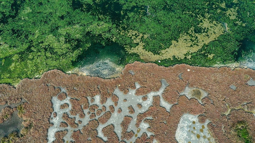 İzmir Körfezi'nde deniz yosunları  yeniden yayılıyor