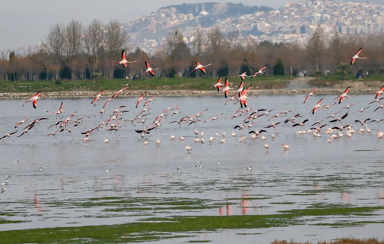 İzmir Körfezi'nde deniz yosunları  yeniden yayılıyor