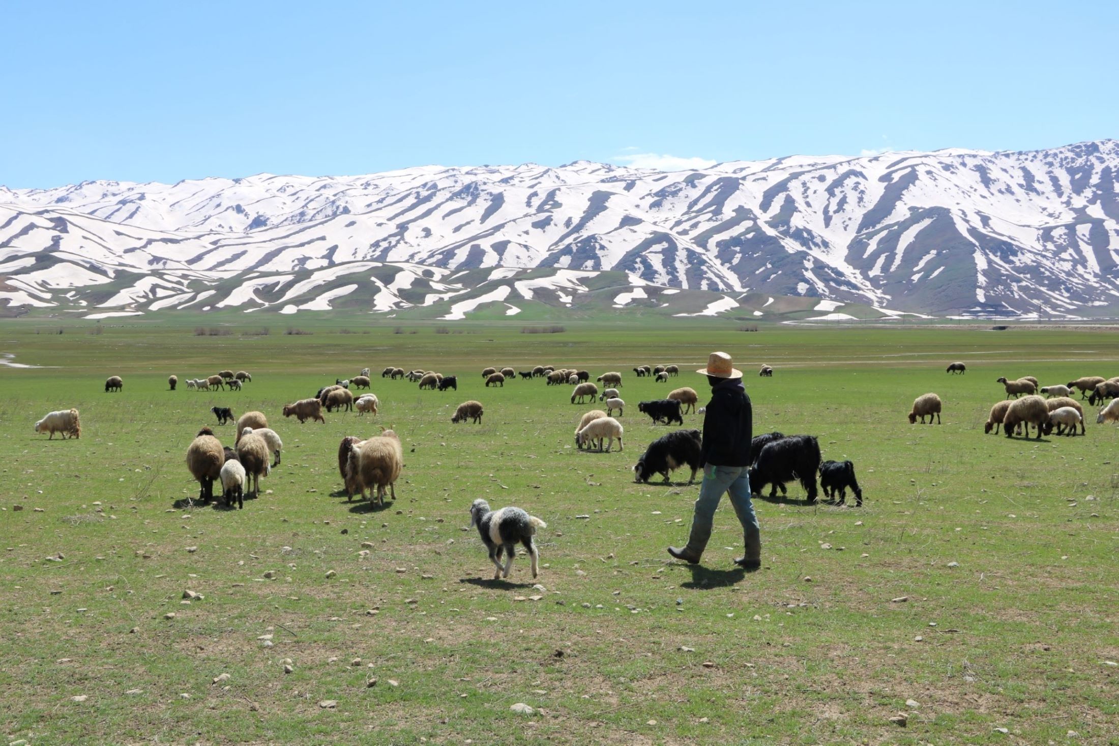 Aylık 7 bin liraya çoban bulamadılar, yeni uygulama başlattılar