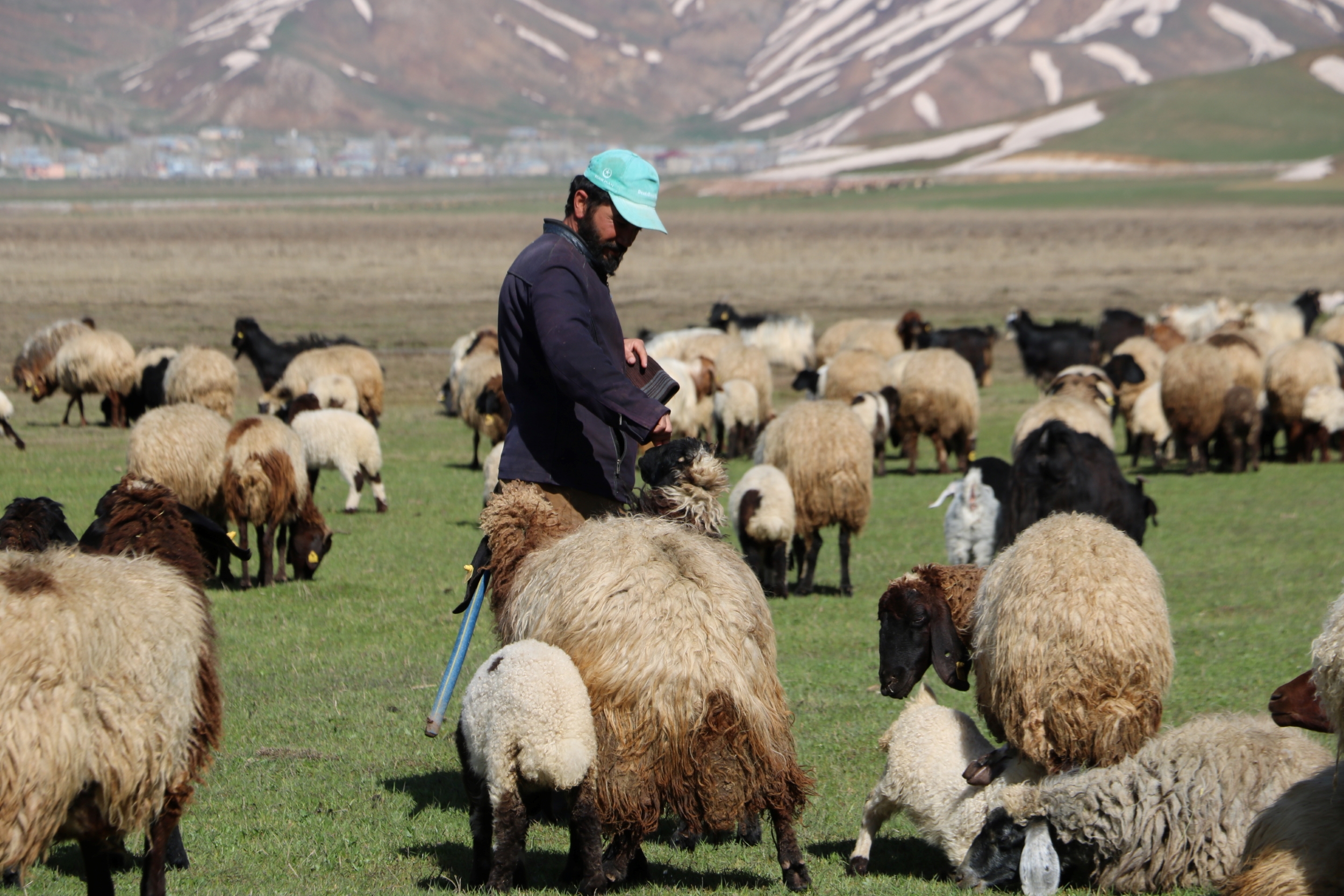 <p>6 ay süreyle aylık 7 bin liraya çoban bulamayan havyan sahipleri, çareyi nöbet sisteminde buldu. Besicilikle uğraşan aileler, kendi aralarında yaptıkları nöbet düzeniyle her gün 3 kişi olarak merada koyun sürüsünü güdüyor.<br></p>