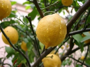 Limonda ihracat sıkıntısı