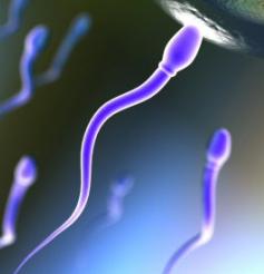 Sperm hücresi kansere derman oluyor