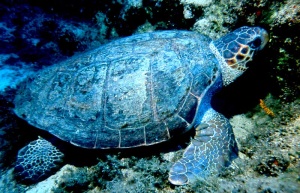 Caretta caretta