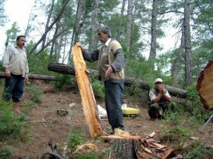 Marmaris'te izinsiz ağaç kesimi iddiası