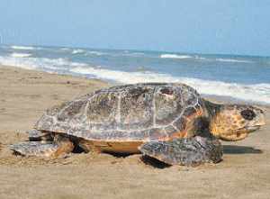 Yaralı Caretta Caretta tedavi altında