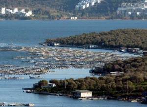 3 kuruşa feda edildiler