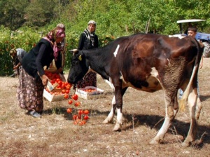 Domatesleri yollara saçtılar