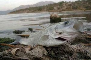 Gediz Nehri'ndeki balık ölümleri