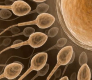 Sperm yaşlanmayı önlüyor