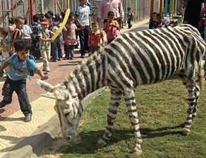 Zebra olmayınca eşekler boyandı