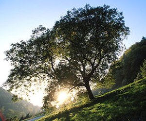 Hava sıcaklıkları mevsim normalleri üzerinde