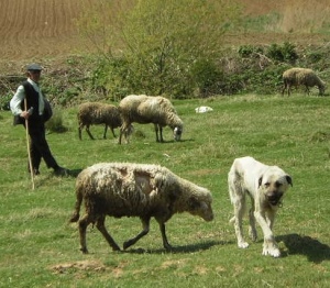 Çobanların kavgası kanlı bitti