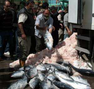 Marmaris'te 'Orkinos' izdihamı