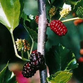 Dutun pestile giden yolculuğu