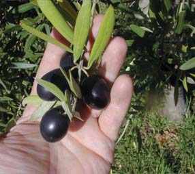 Zeytin üreticisinin yüzü gülecek