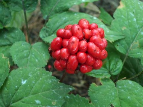 'İmparatorların ilacı' ginseng